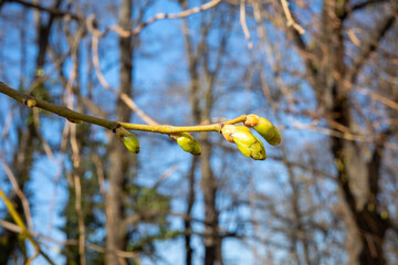 A close-up shot of vibrant green tree buds beginning to swell on a slender branch against a blurred forest backdrop, signaling the early arrival of spring season.