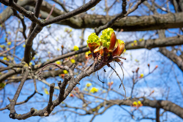 A detailed close-up shot captures the vibrant emergence of green Norway maple flower buds bursting from reddish-brown scales on a tree branch against a blue sky.