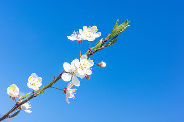 Beautiful cherry blossoms bloom against a vibrant clear blue sky, capturing the essence of spring's awakening and the delicate purity of nature in a minimalist composition.