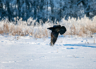 Naklejka premium A black raven flies over a winter snowy field with its wings spread.