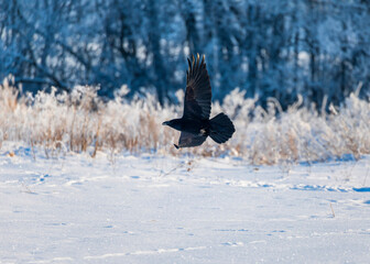 Naklejka premium A black raven flies over a winter snowy field with its wings spread.