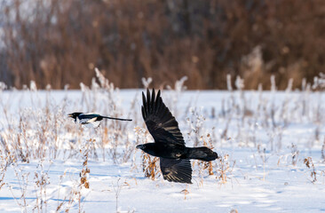 Naklejka premium A black raven flies over a winter snowy field, spreading its wings after a magpie.