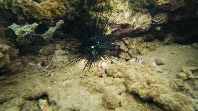Long spined sea urchin Diadema setosum on coral reef bottom with damselfish nearby. Tropical marine life on seabed with fish and coral habitat underwater. Filmed in Nha Trang, Vietnam.