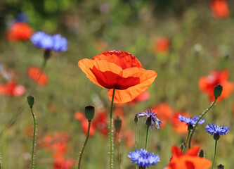 Obraz premium Klatschmohn - Corn poppy