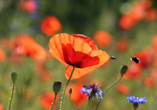 Klatschmohn - Corn poppy
