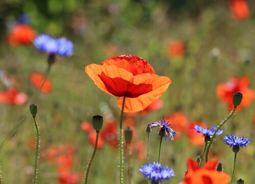 Klatschmohn - Corn poppy