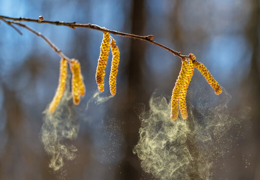 Birch tree buds spray a cloud of fine golden allergic pollen against a sunny sky in a spring park against a blue sky