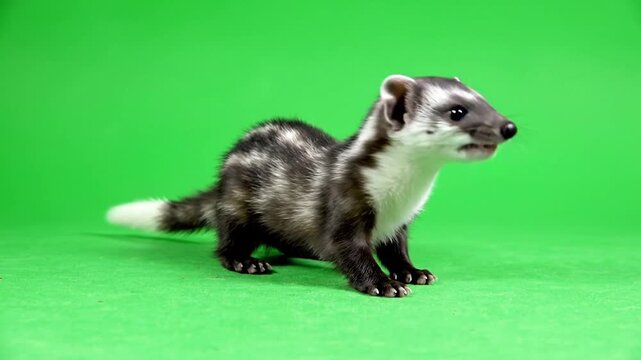 A small black and white striped ferret-like animal with a white tail tip sits on a vibrant green background, looking to the right.