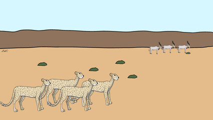 Northwest African cheetah: Coalition of the Dunes  © Diego
