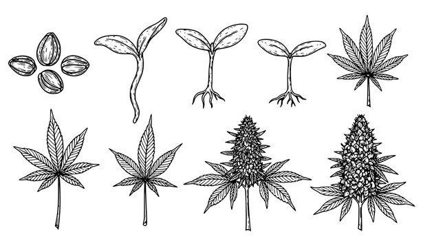 Hand drawn hemp and cannabis growth vector set with marijuana seedling sprout bloom stages illustration