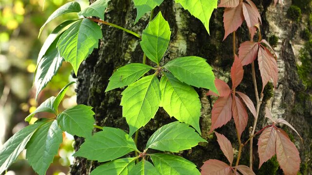 Close-up of vibrant green and red creeper leaves climbing on a mossy tree trunk.