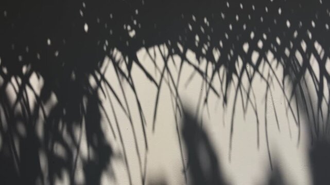 Shadows of plaited coconut leaves falling on a white wall	