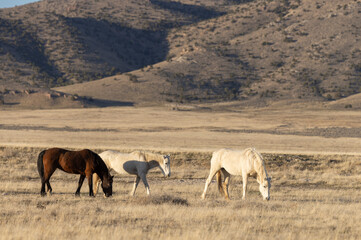 Fototapeta premium Wild Horses in the Utah Desert in Springtime