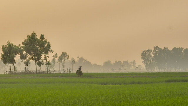 Farmer carrying materials walking along a lush green rice paddy field on a rural landscape during a foggy sunrise, showing traditional agriculture and a tranquil atmosphere