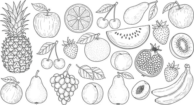 Fruit Sketch Collection Vector Set with Pineapple, Apple, Pear, Banana, Orange, Strawberry, Kiwi, Pomegranate, and More, Black and White Illustrations
