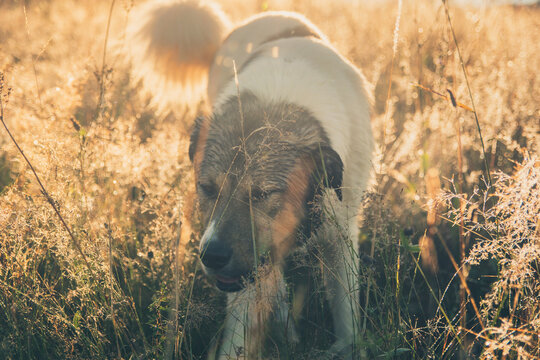 Stray dog sniffing through tall grass in warm golden sunlight during autumn countryside walk