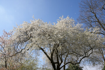 Naklejka premium White blooming spring tree under clear blue sky in park landscape