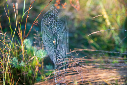 Dewy spider web with small spider in wetland vegetation, Danube Delta nature scene in Romania