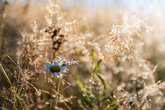 Dew-covered wild daisy and meadow grass sparkling in morning sunlight with soft bokeh background