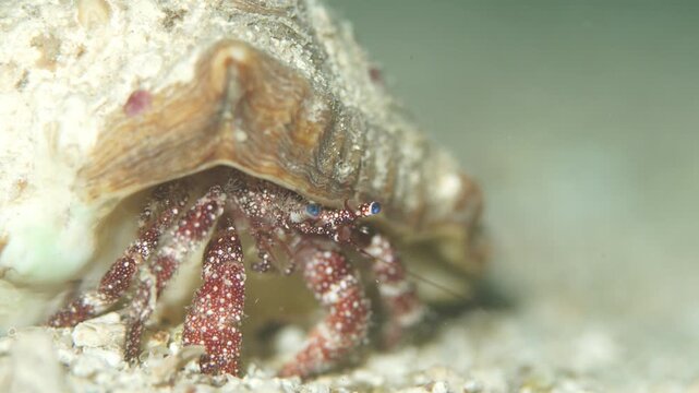 Red hermit crab with blue eyes walking on the sandy ocean floor in a macro view