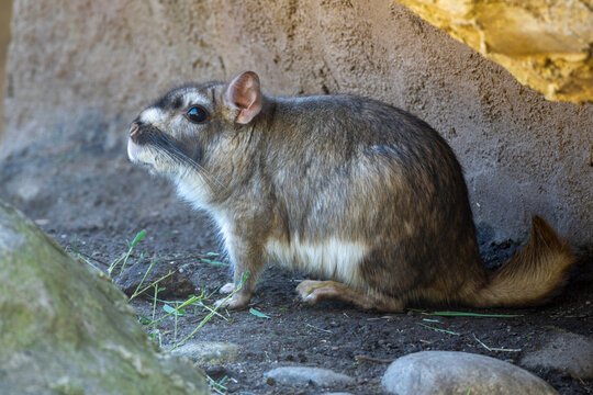 Vizcacha of the pampas, large rodent of the Argentine plains