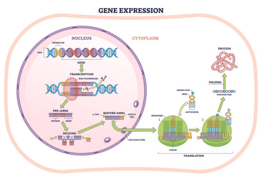 Gene expression process shows DNA, mRNA, and ribosome building a protein across nucleus to cytoplasm, transcription to translation flow, transparent background.