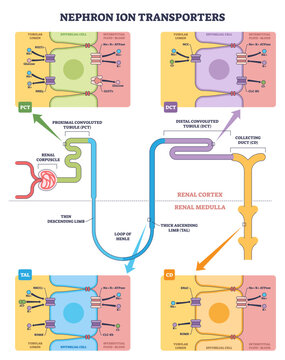 Nephron ion transporters overview highlights key channels Naand-Kand ATPase, NKCC2, and ENaC across tubular epithelium, showing sodium, chloride, and potassium flow, transparent background.