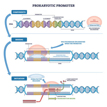 Prokaryotic promoter outline visualizes transcription initiation, highlighting DNA helix, RNA polymerase holoenzyme, and sigma factor with -10--35 sites and start point flow, transparent background.