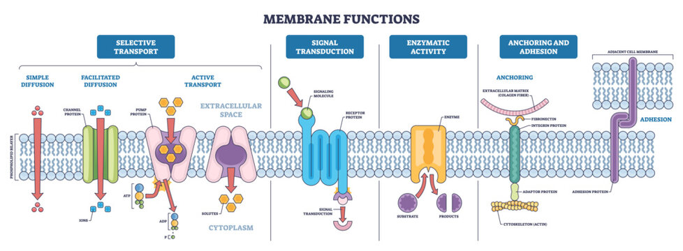 Membrane functions brief diagram maps transport, signaling, and adhesion across a phospholipid bilayer, key objects, channel protein, pump protein, receptor protein, transparent background.