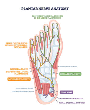 Plantar nerves anatomy sketch maps sensory pathways in the sole, highlighting medial plantar nerve, lateral plantar nerve, and tibial nerve for educational clarity, transparent background.