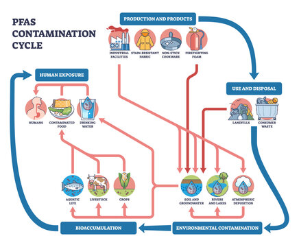 PFAS contamination cycle shows how products and waste pollute soil, rivers and groundwater, bioaccumulating to humans via drinking water and food, objects, factory, landfill, arrows.