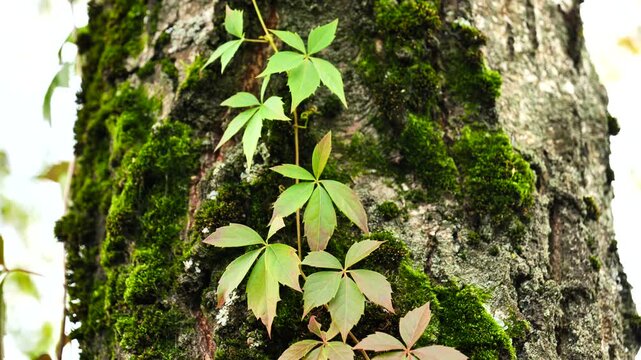 Close-up of a climbing vine with green leaves on a moss-covered tree trunk.