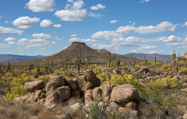 Classic Spring Arizona Sonoran Desert Landscape With Cactus & Boulders In Scottsdale 
