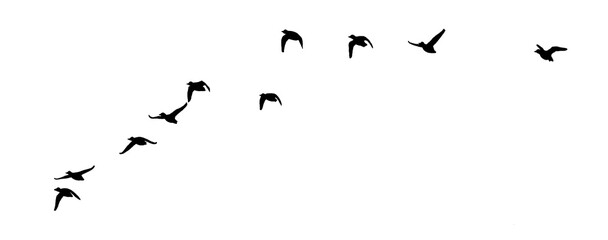 Obraz premium flock of birds flying isolated on clear background 