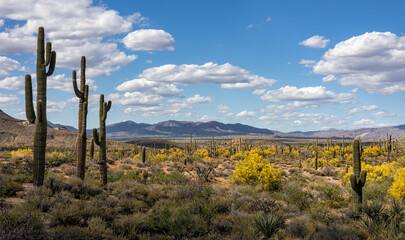 Panoramic Arizona Desert Landscape During Spring Season With Blooming Plants 2026 