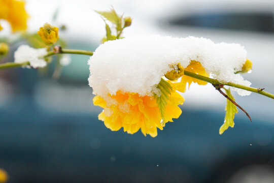 Close-up of a yellow kerria covered in fresh snow in a winter garden. The contrast between spring flowers and cold weather creates a unique seasonal scene. 