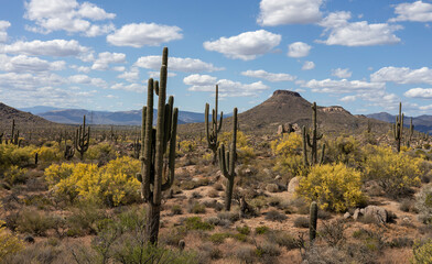 Classic Spring Arizona Sonoran Desert Landscape In North Scottsdale Preserve 