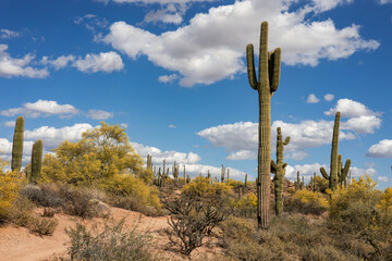 Saguaro Cactus Lining Desert Hiking Trail In Scottsdale Arizona Spring 2026 