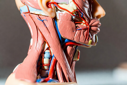 A human neck and head anatomy model is displayed, showcasing the musculature and blood vessels.