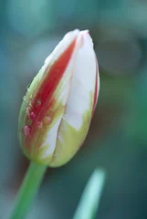 Red tulip isolated on green, macro photo © Swetlana Wall