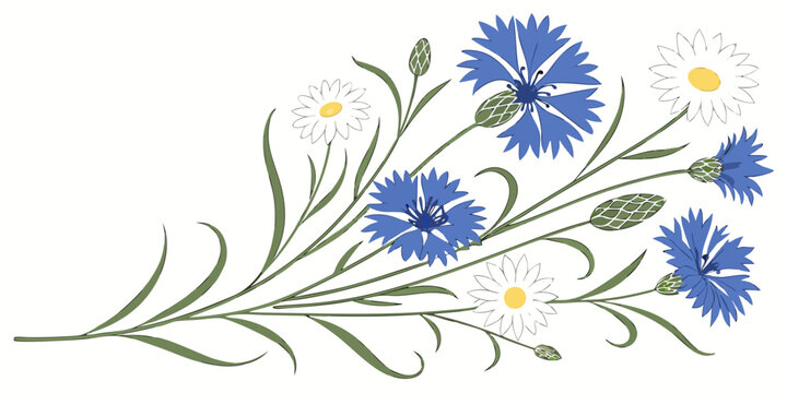 Wildflower bouquet with cornflowers and white daisies, vector