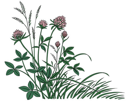 Wild pink clover flowers and meadow grass illustration, vector