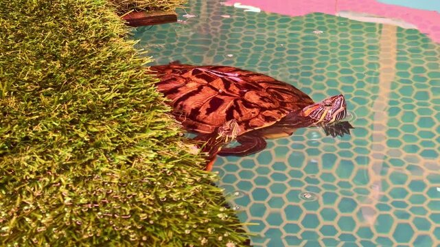A turtle swims in clear water next to green grass in a colorful pool. The scene shows the turtle enjoying its surroundings under sunlight.