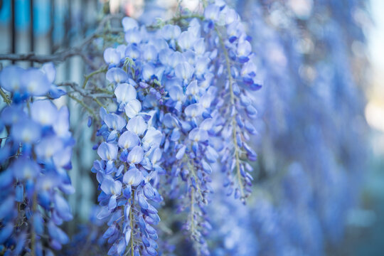 Close-up of beautiful blooming wisteria flowers against a soft, blurred background. The image highlights the delicate purple petals and the elegant cascading structure of the blossoms