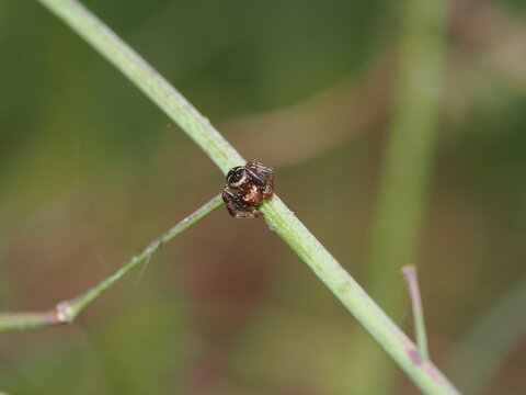 ara&ntilde;a saltarina de cuerpo oscuro y patas anilladas se aferra con firmeza a un tallo verde. Su postura compacta y ojos frontales delatan su naturaleza de cazadora activa.