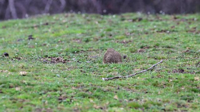 a european ground squirrel (spermophilus citellus) alertly standing in a grassy balkan field before quickly retreating into its burrow.