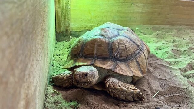 A tortoise is lying on sand in its enclosure. The animal center has green lighting that adds a unique look to the area. The tortoise seems calm and still.
