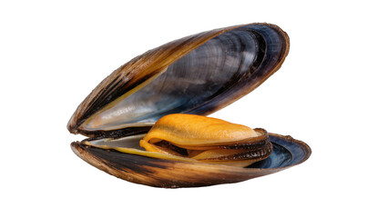 Opened blue-black mussel shell displaying fleshy yellow-orange meat inside © Eva