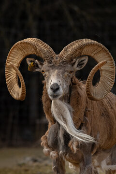 Transcaspian urial Ovis orientalis arkal.