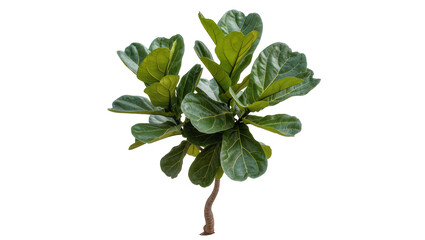 Vibrant fiddleleaf fig plant displaying large textured leaves atop a slender, brown stem © Eva